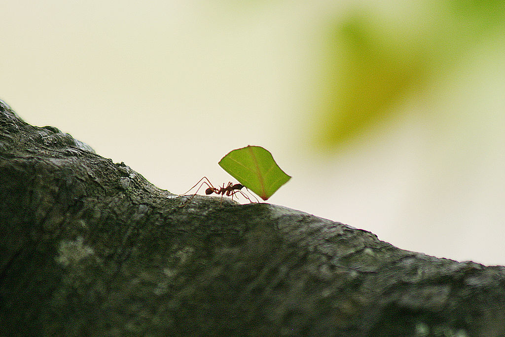 Low agency morale and the beach ant