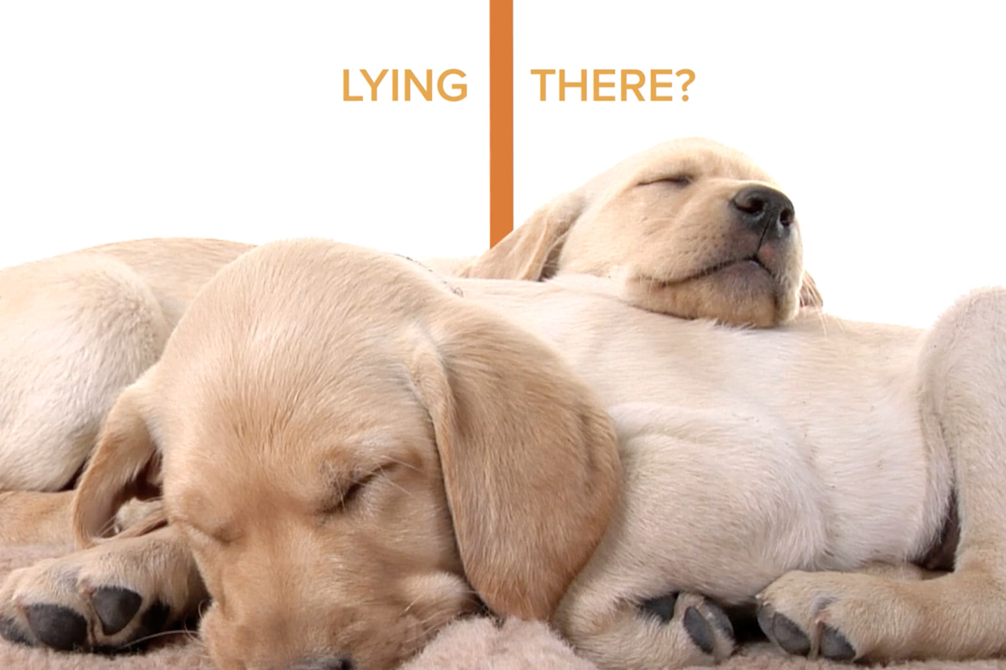 Kyocera Assessment campaign with videos for pre-roll, social media, digital media, html5 banners with great results.