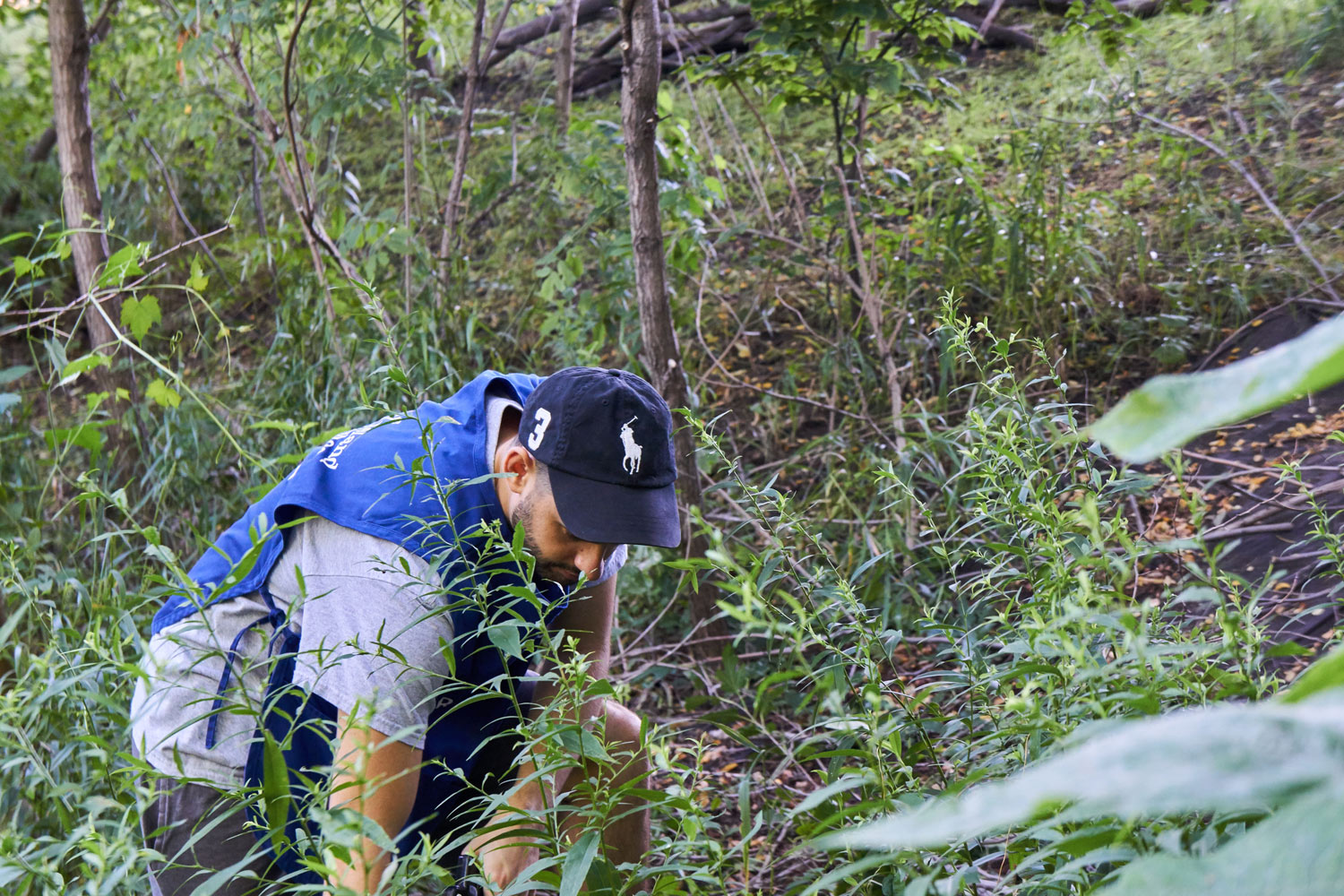 Clearing weeds.