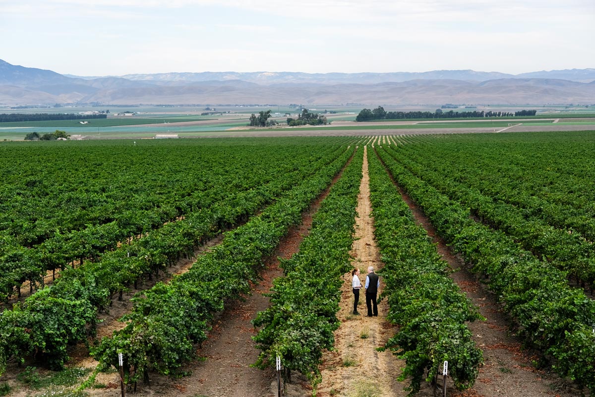 BDO Conversation campaign - Vineyard tv commercial explaining estate planning.